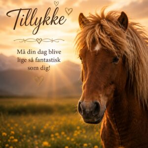Islænder Heste 11