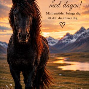 Islænder Heste 12