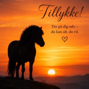 Islænder Heste 15