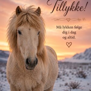Islænder Heste 16